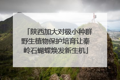 陕西加大对极小种群野生植物保护培育让秦岭石蝴蝶焕发新生机