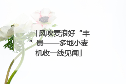 风吹麦浪好“丰”景——多地小麦机收一线见闻