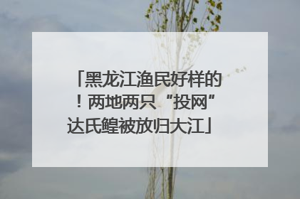 黑龙江渔民好样的！两地两只“投网”达氏鳇被放归大江