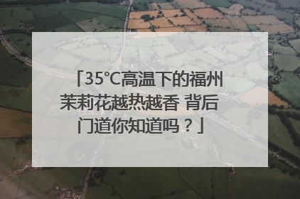 35℃高温下的福州茉莉花越热越香 背后门道你知道吗？
